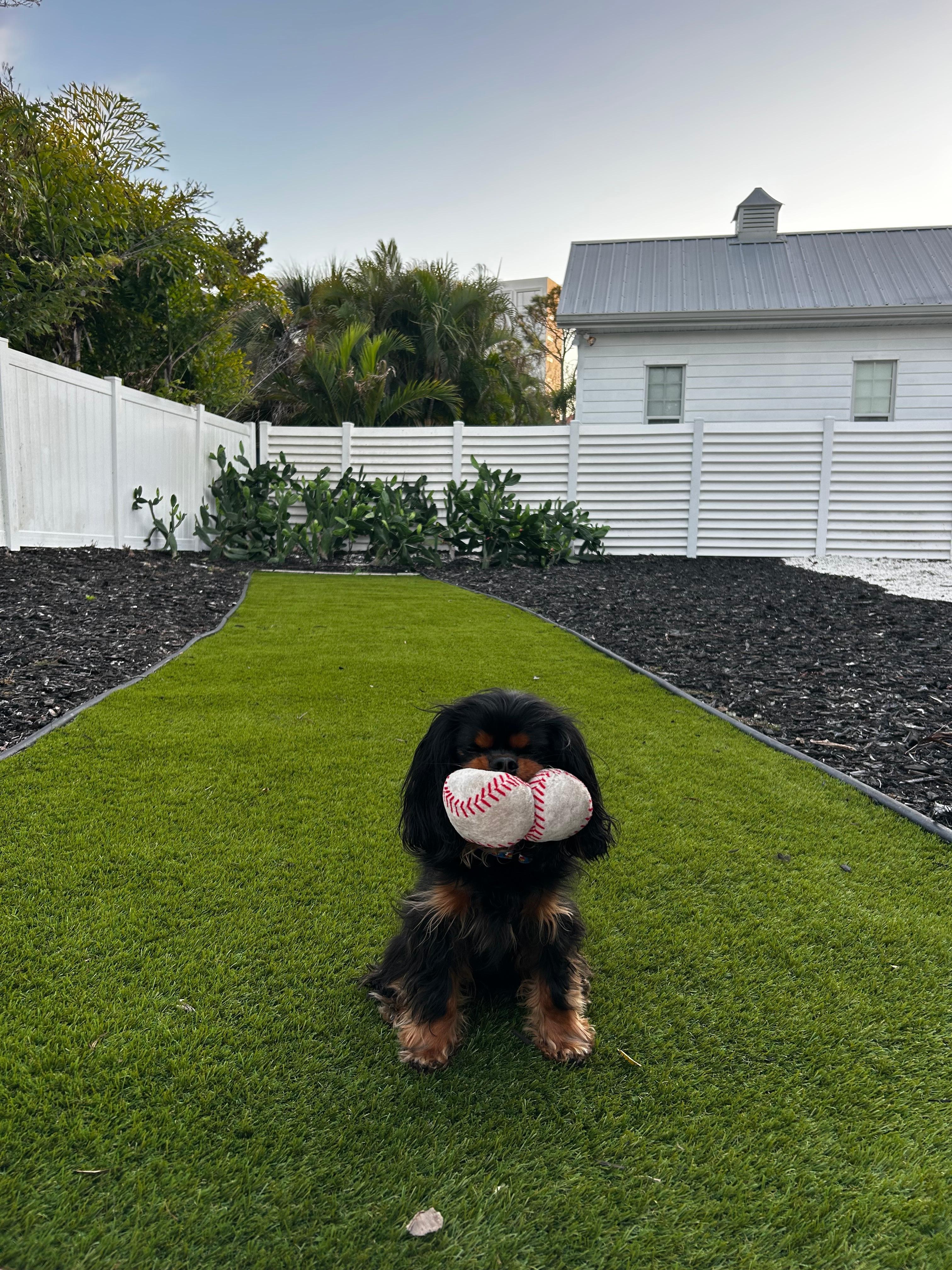 Great yard for our dog 
