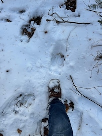 Moose walked through the yard