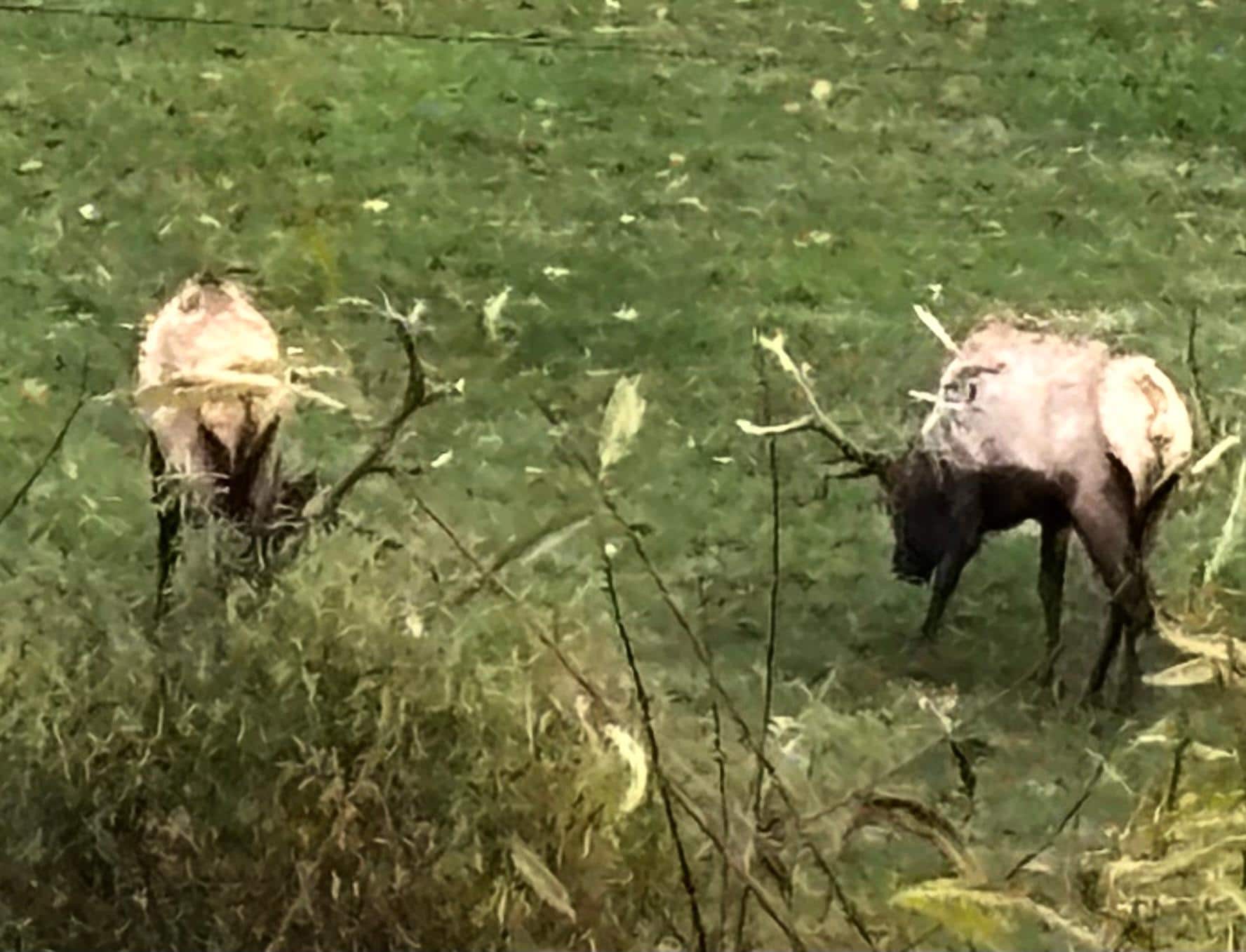 Elk were very exciting for our grandchildren 