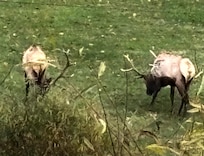 Elk were very exciting for our grandchildren