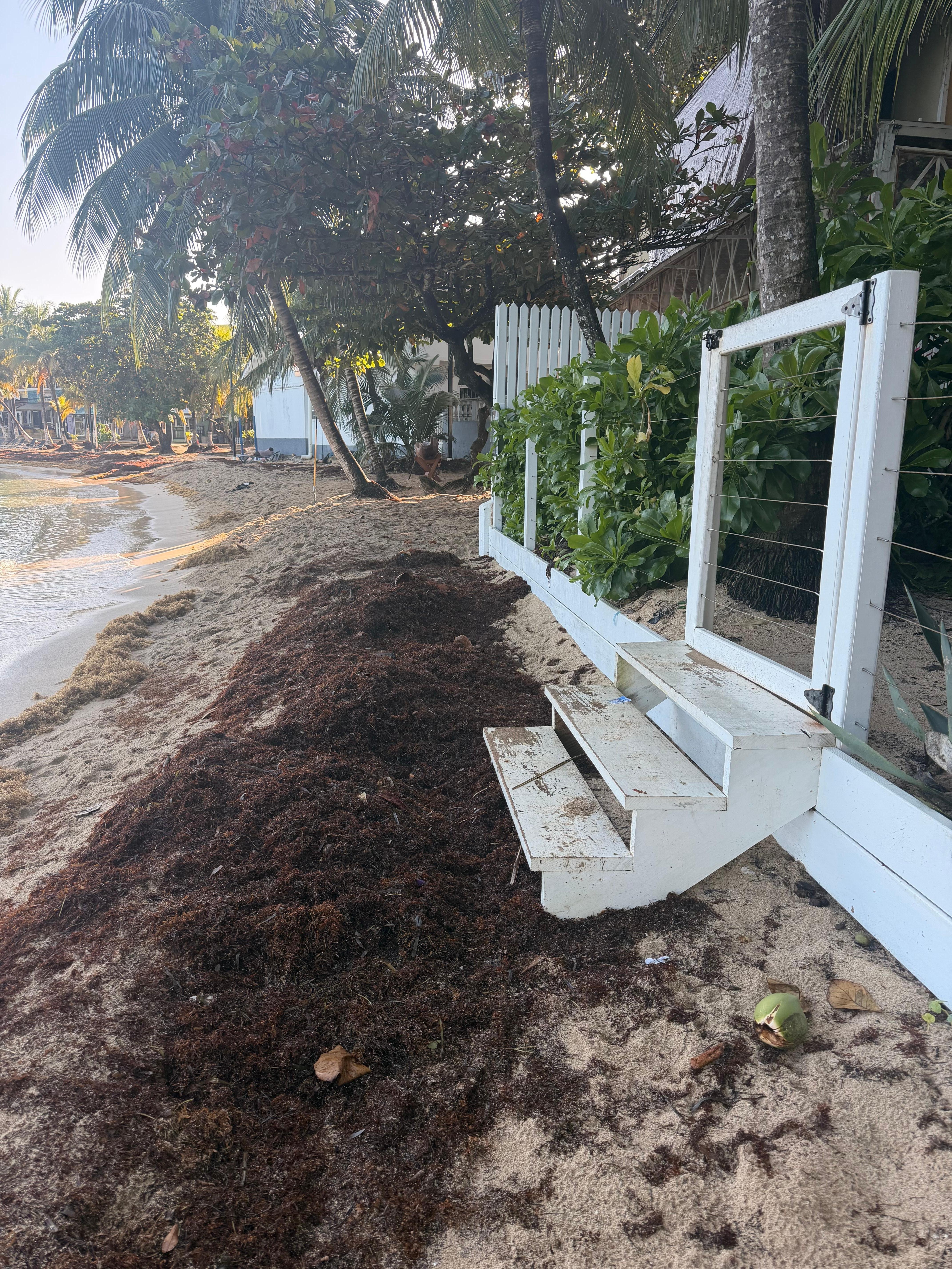 Seaweed right up to the stairs.