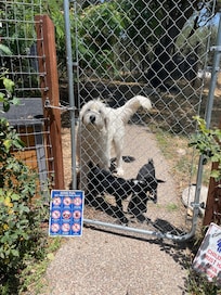 Baby goats with guard dog