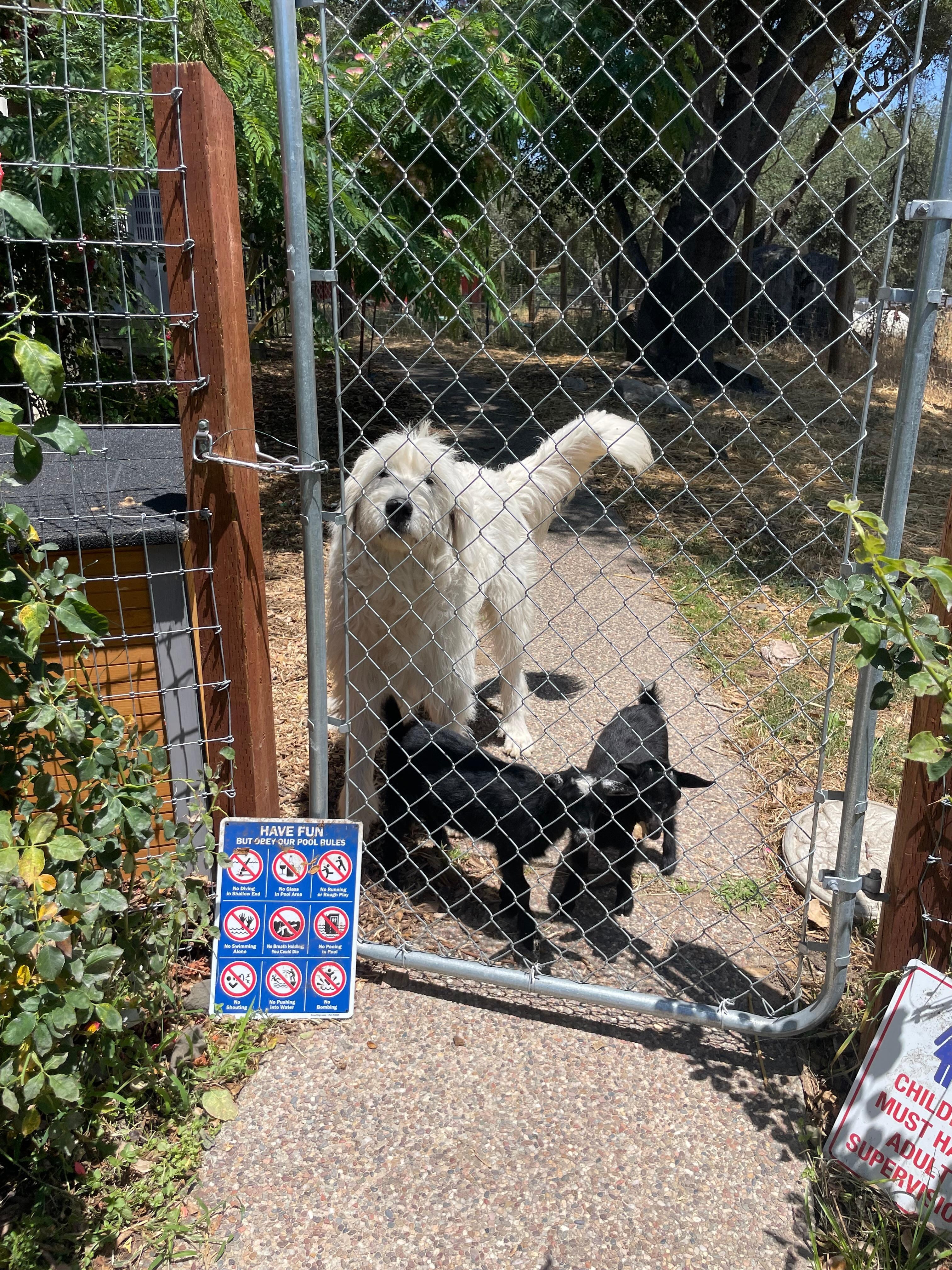 Baby goats with guard dog