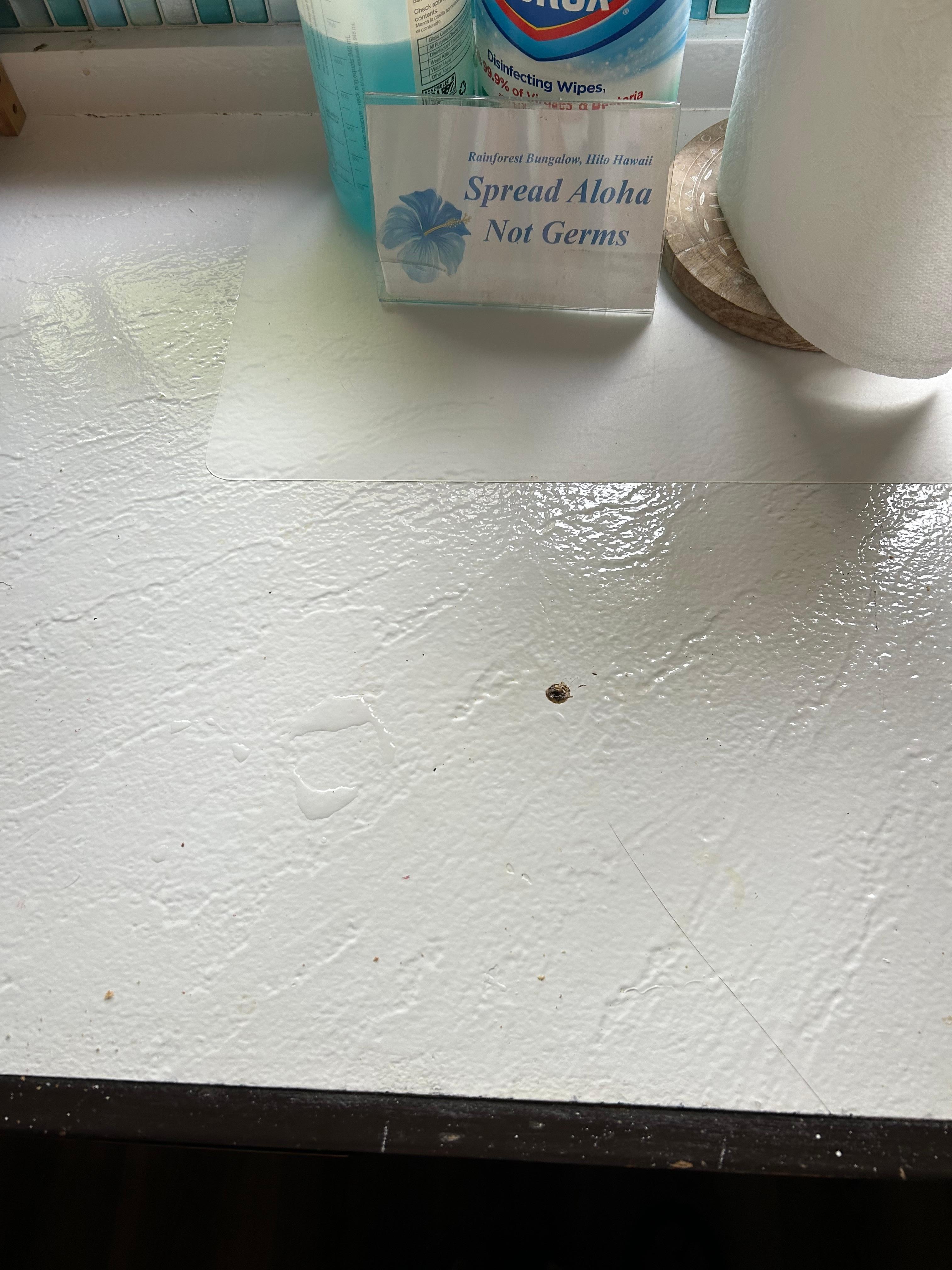 More poop on counter