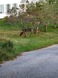 From the porch.