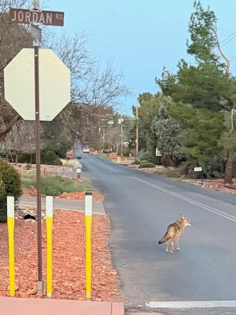 Coyotes roaming a nearby street!