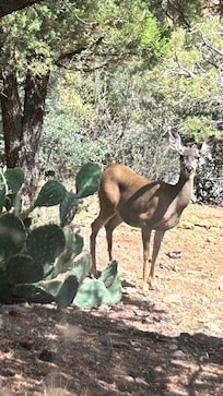 The dear, javalinas and bird varieties are amazing!