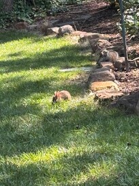 A quiet neighbor
