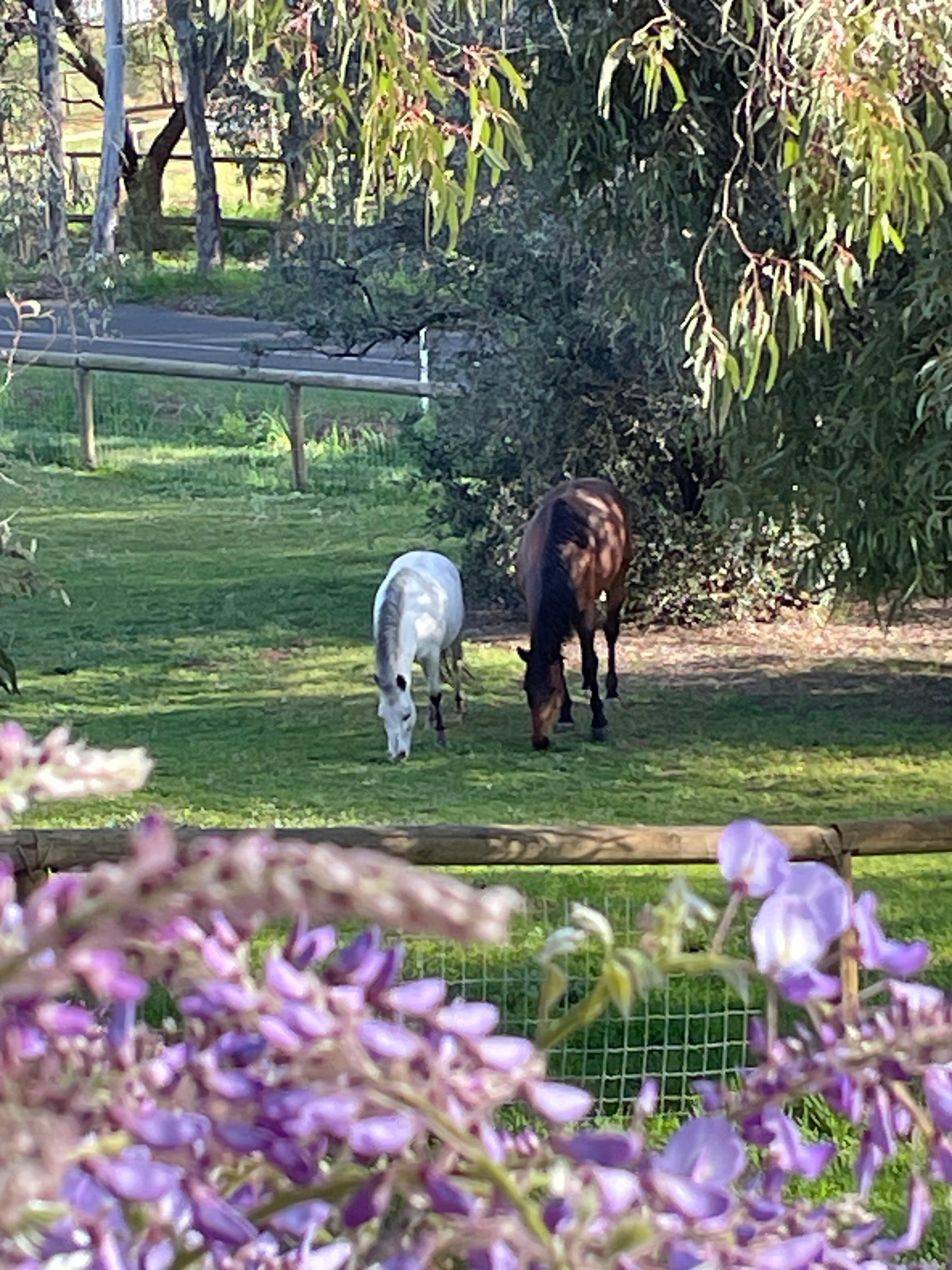 Edenside's horses that add to it's charm. 