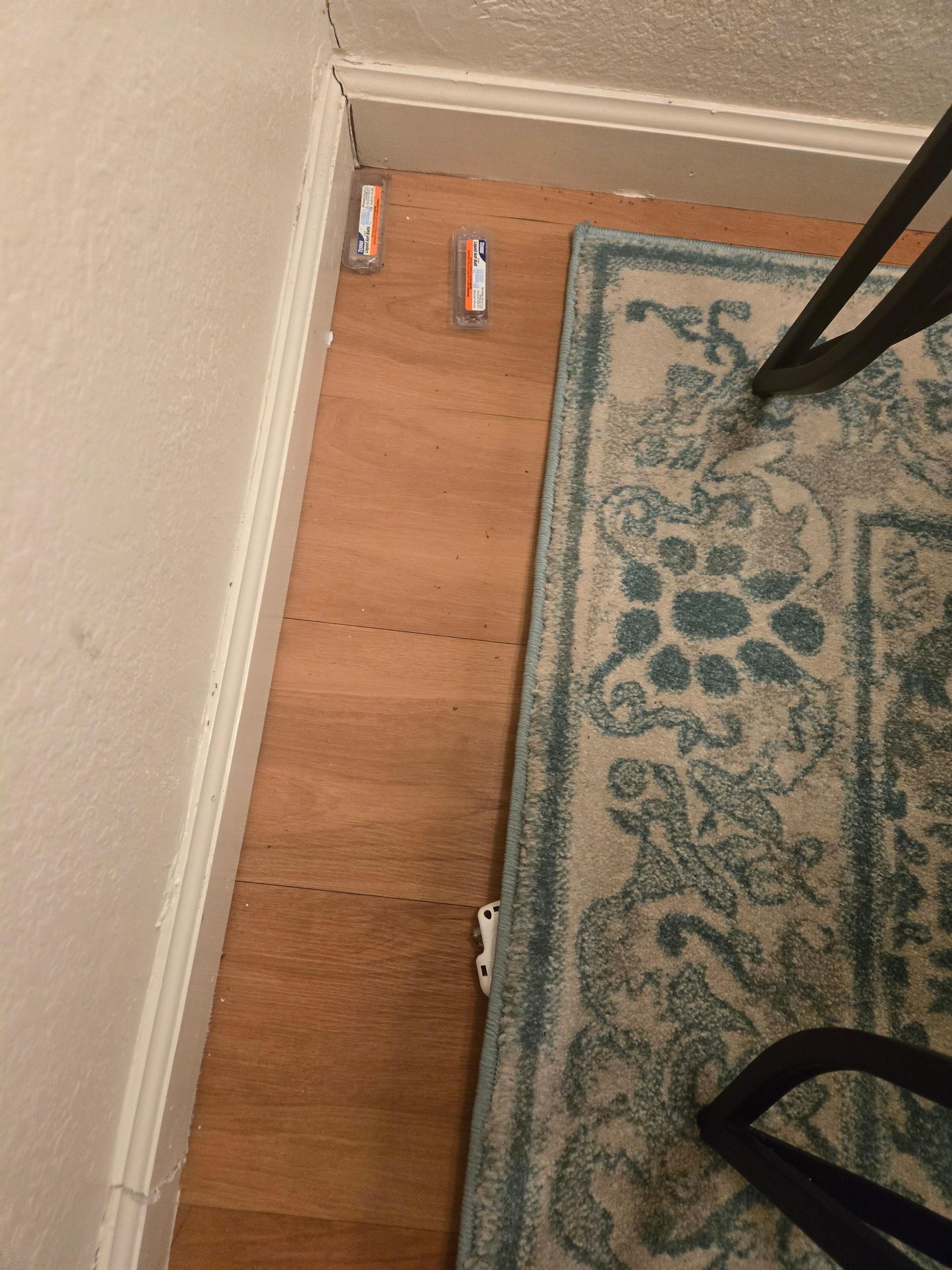 Ant traps were hidden under the carpet