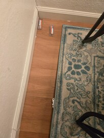 Ant traps were hidden under the carpet