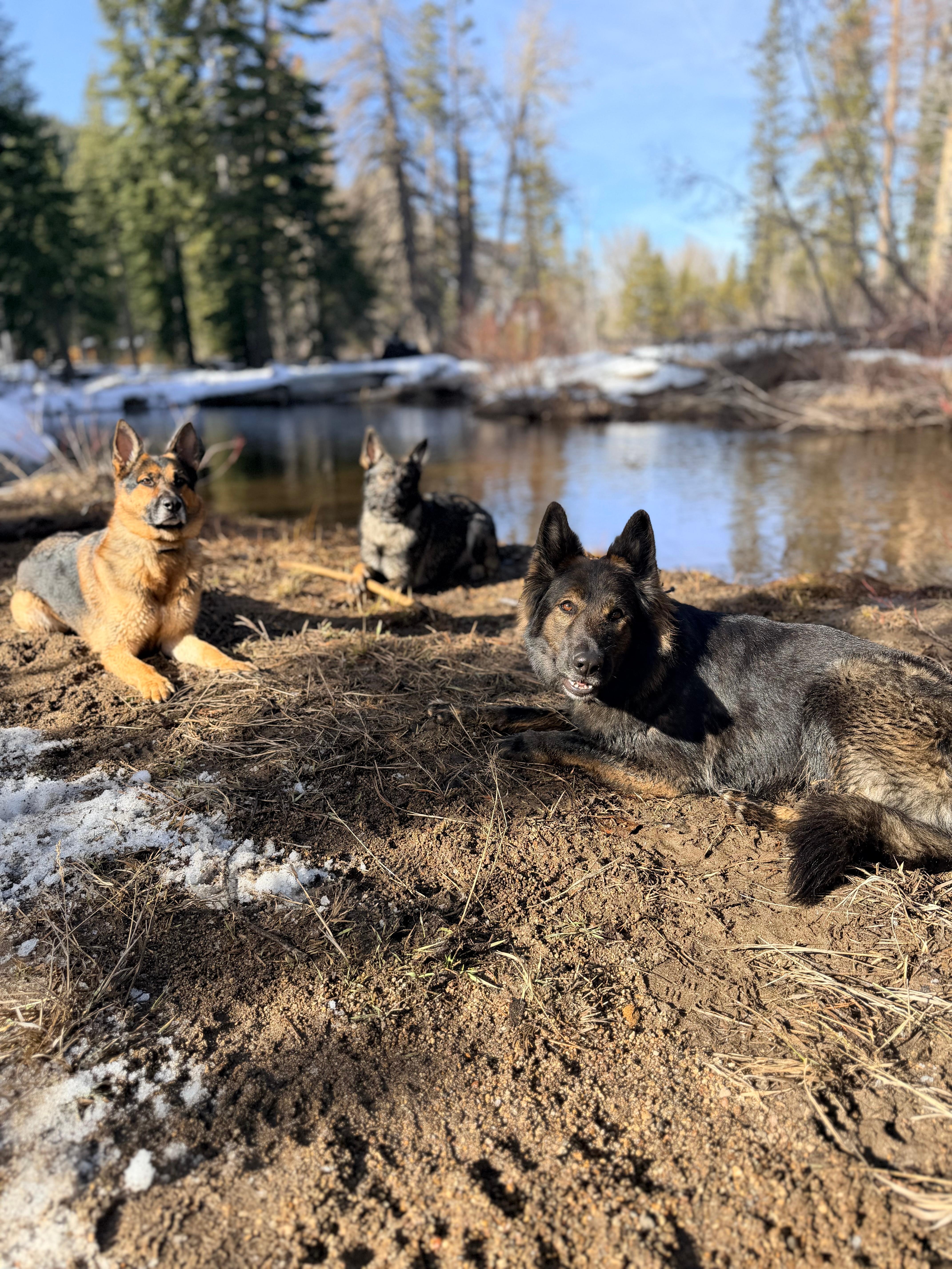 Dogs chilling at the river 