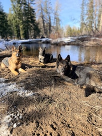 Dogs chilling at the river