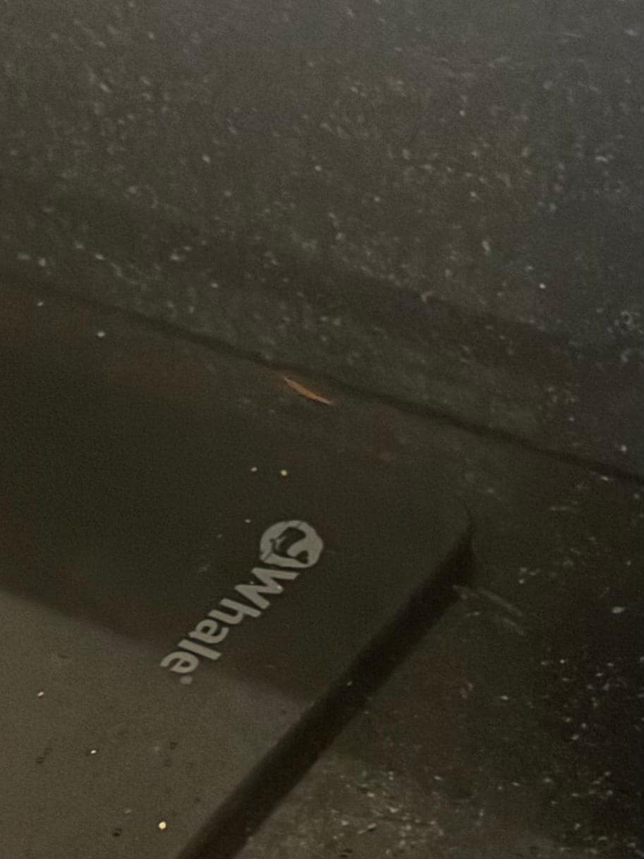 Small roach on countertop near stove