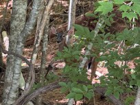 A deer we spotted while hiking Tsali "right loop"