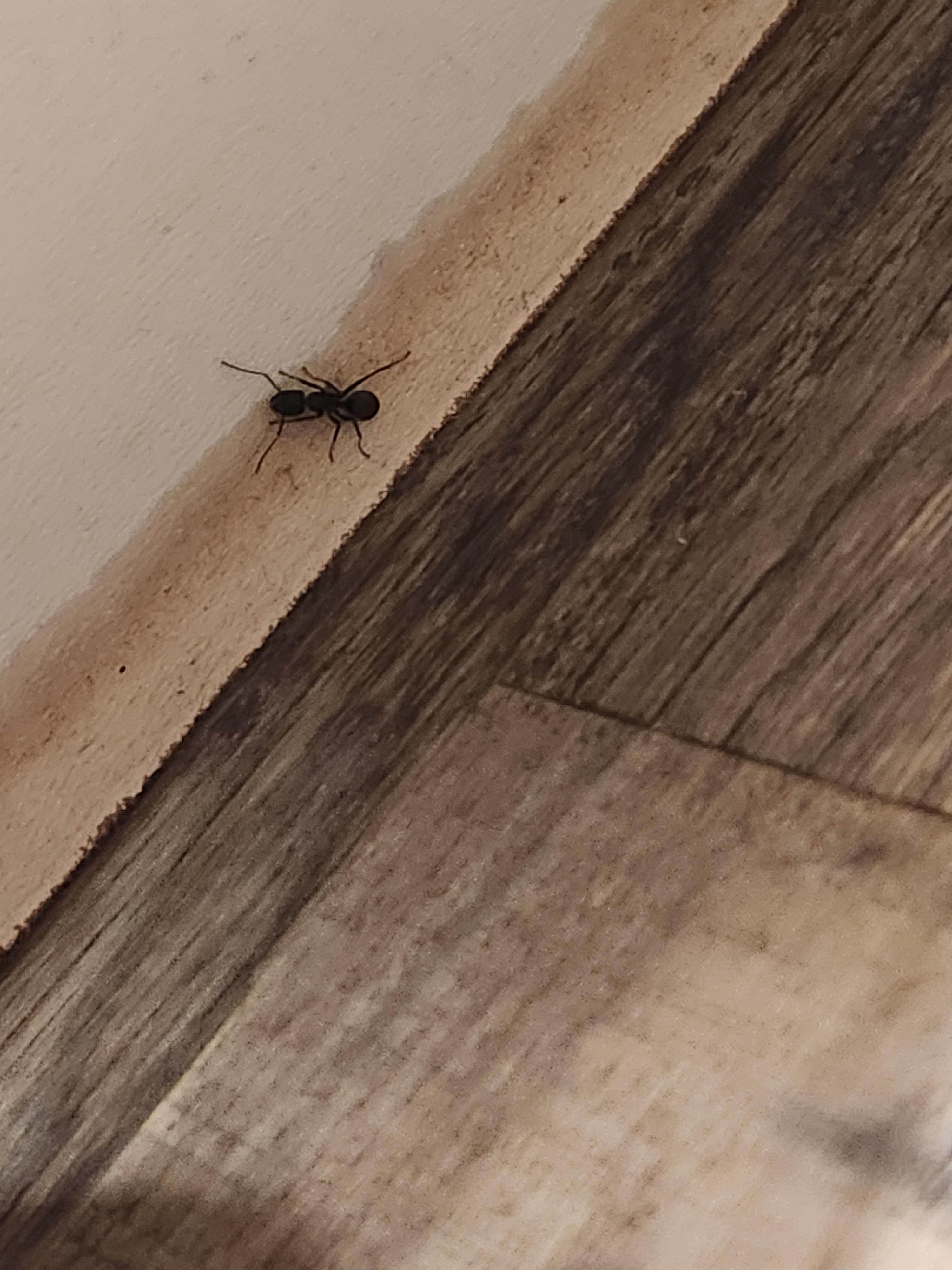 Killed 8-10 ants every time used kitchen