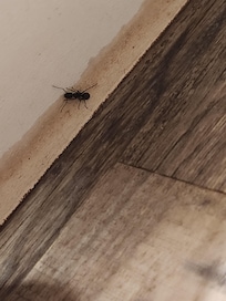 Killed 8-10 ants every time used kitchen