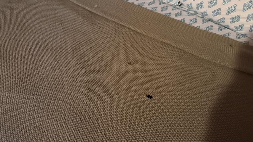 Moth holes in the bedspread