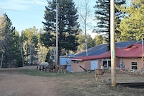 The neighborhood welcome committee