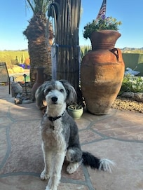 Yogi Loved the porch area!