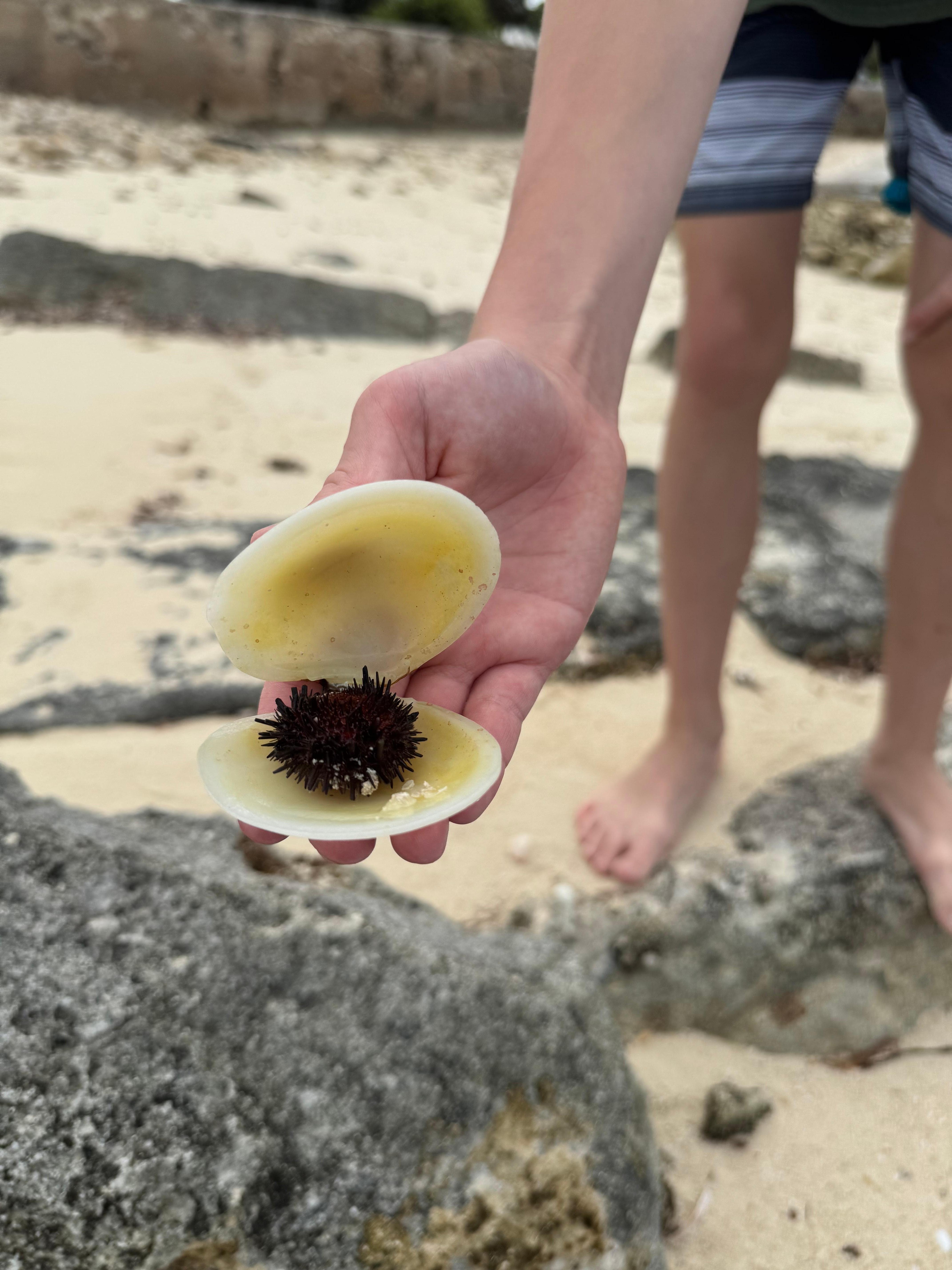 Great shells on rocky beaches though, and wildlife in tide pools