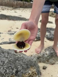 Great shells on rocky beaches though, and wildlife in tide pools