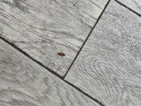 ROACH