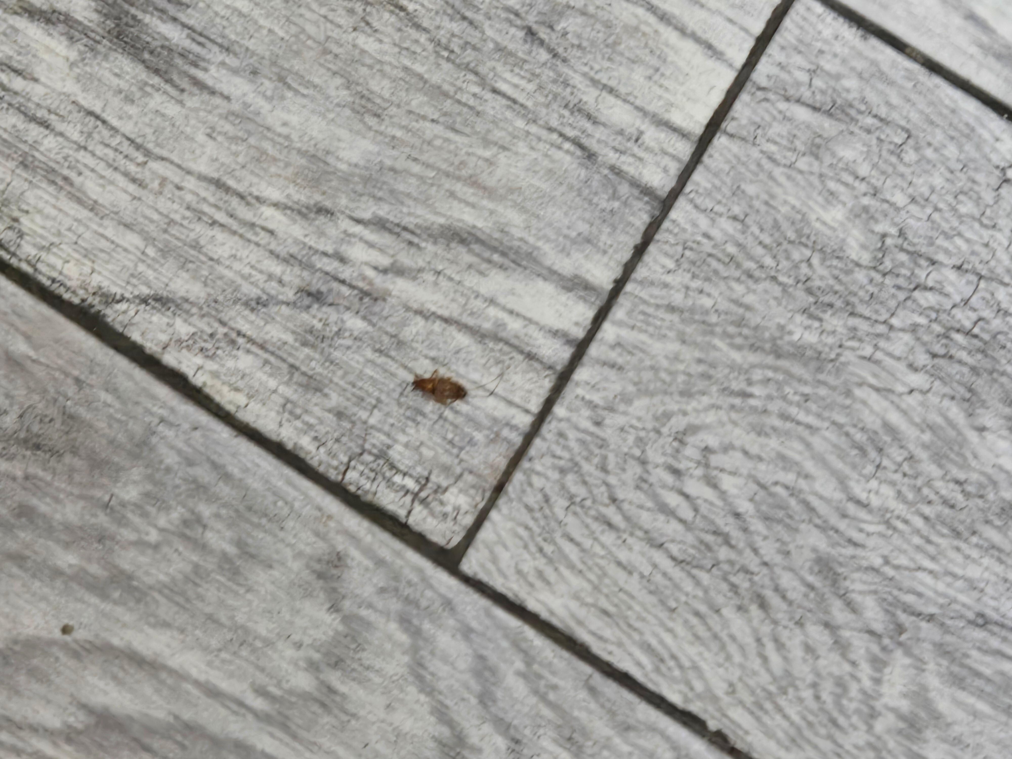 ROACH
