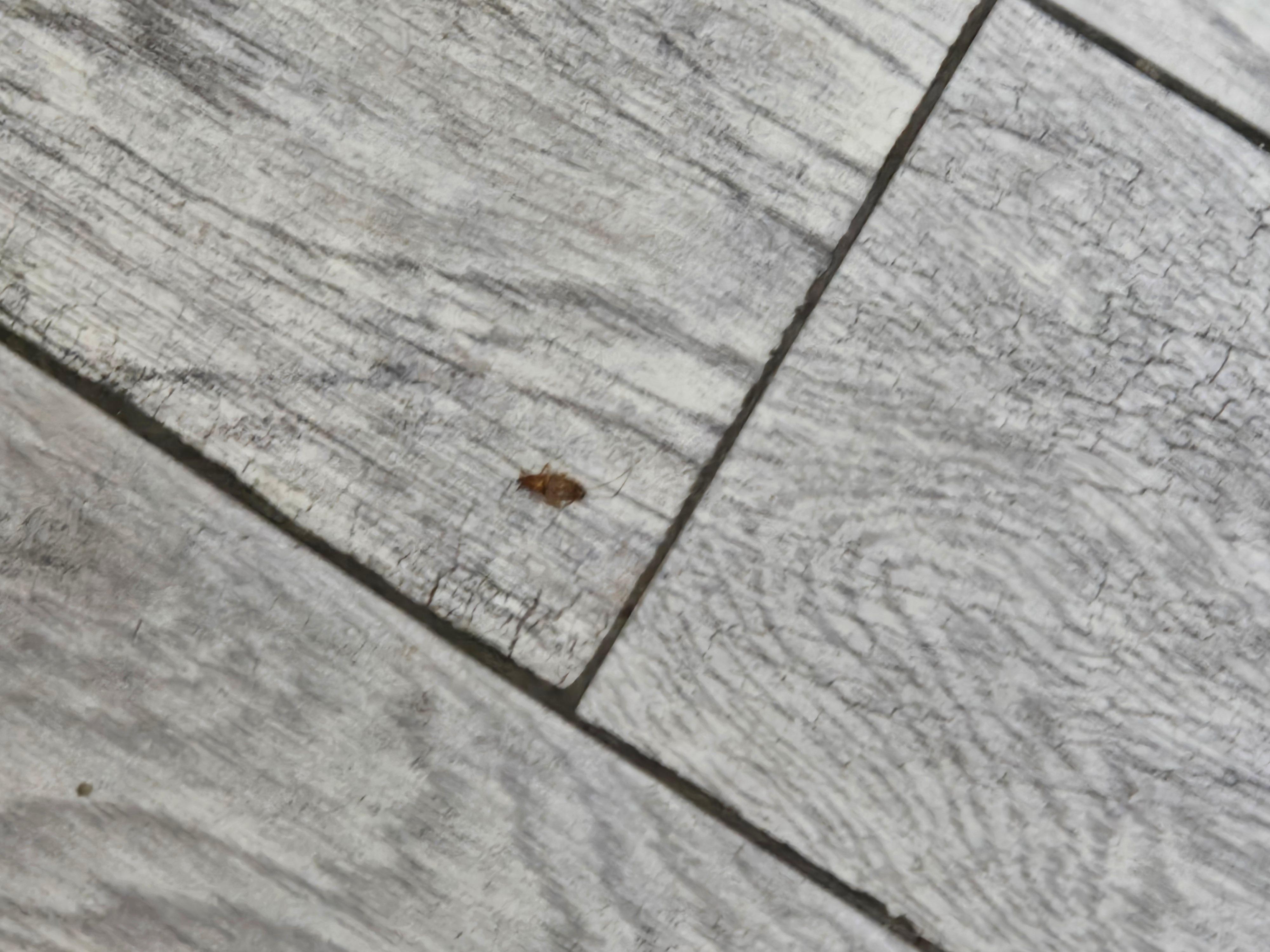 ROACH