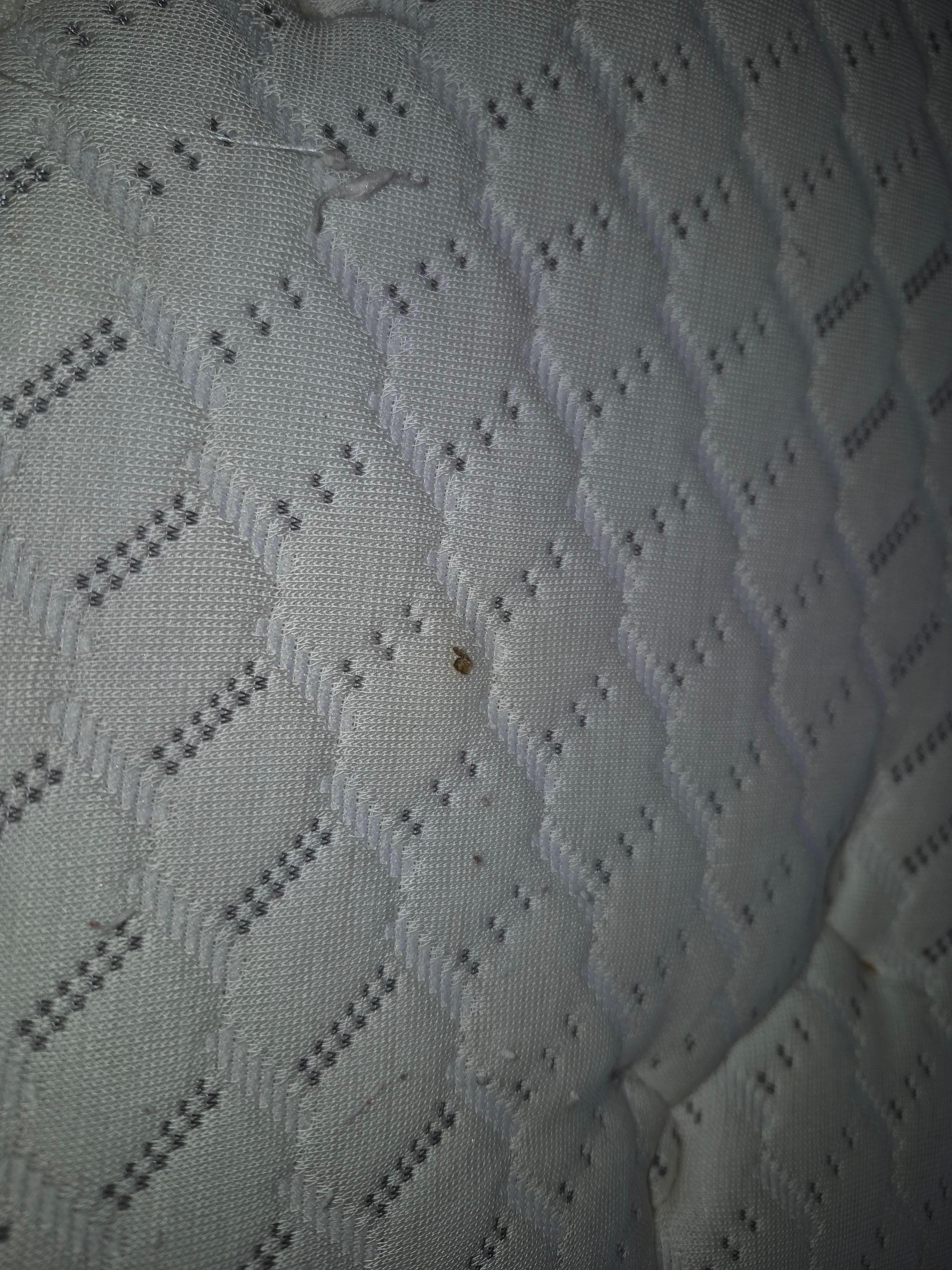 Pet hair or human hair in bedding 