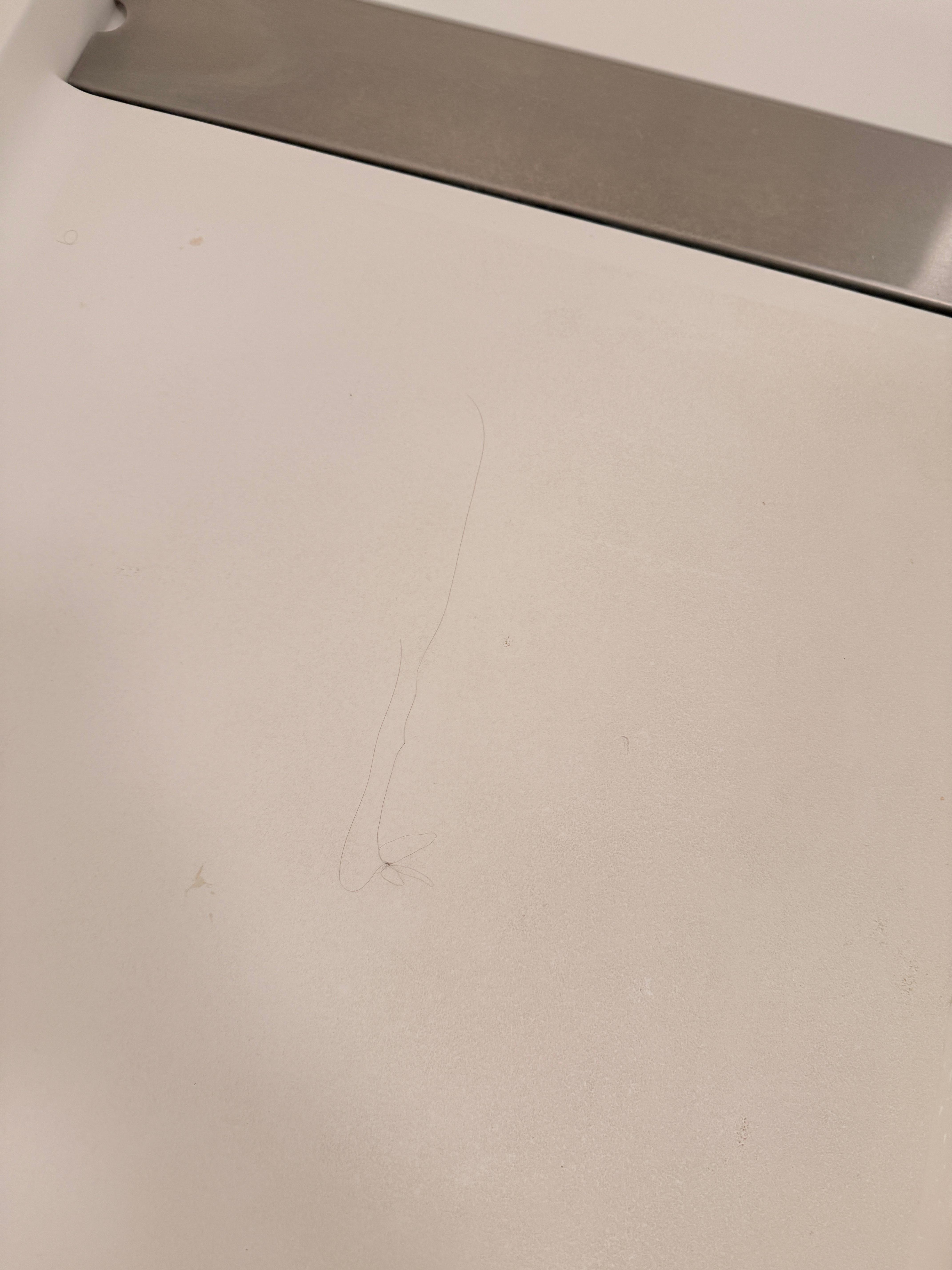 Hair in “ready, prepped” room shower. 