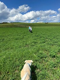 Walking back through the fields from hiking to pin cushion. Breathtaking views everywhere you turn!