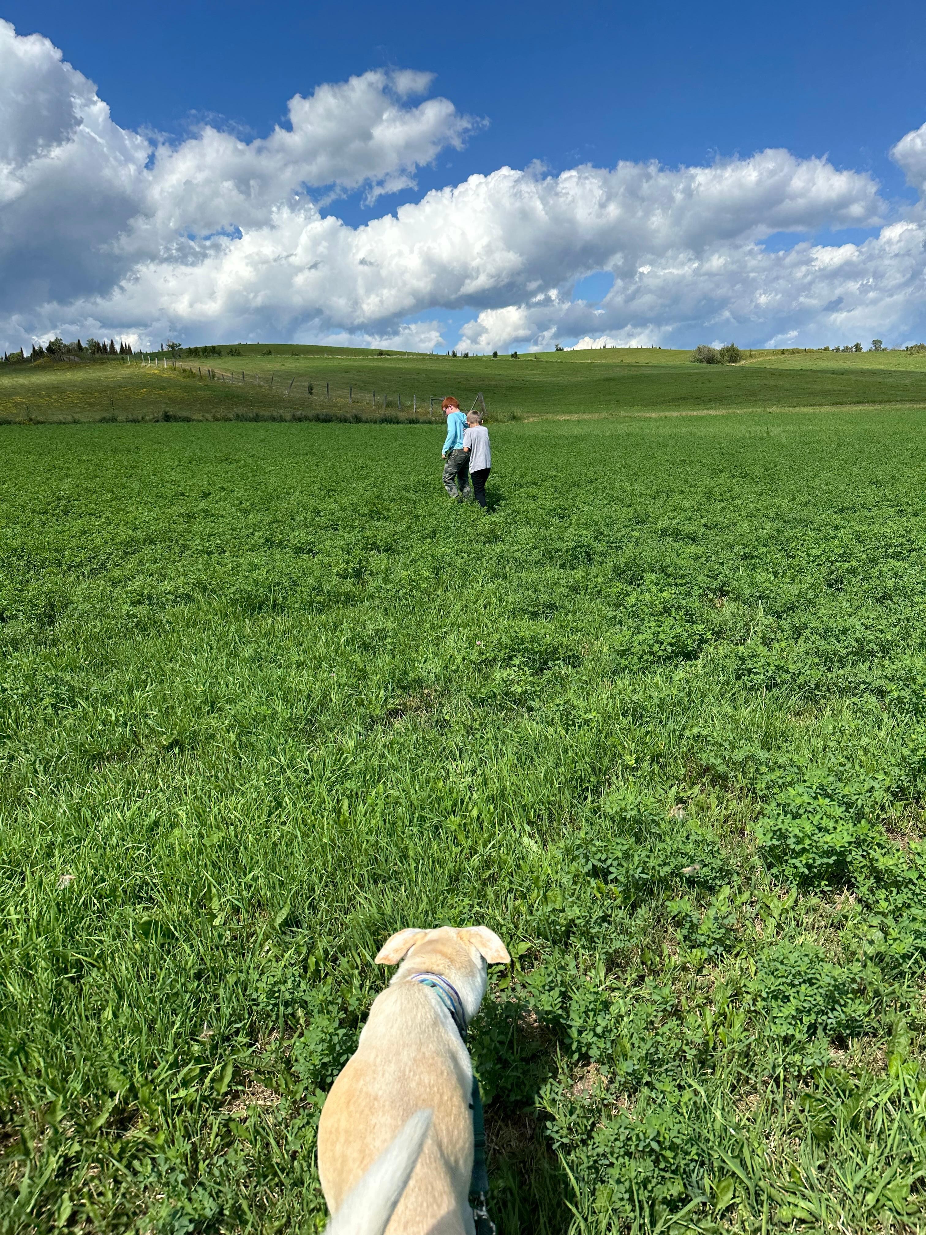 Walking back through the fields from hiking to pin cushion. Breathtaking views everywhere you turn!