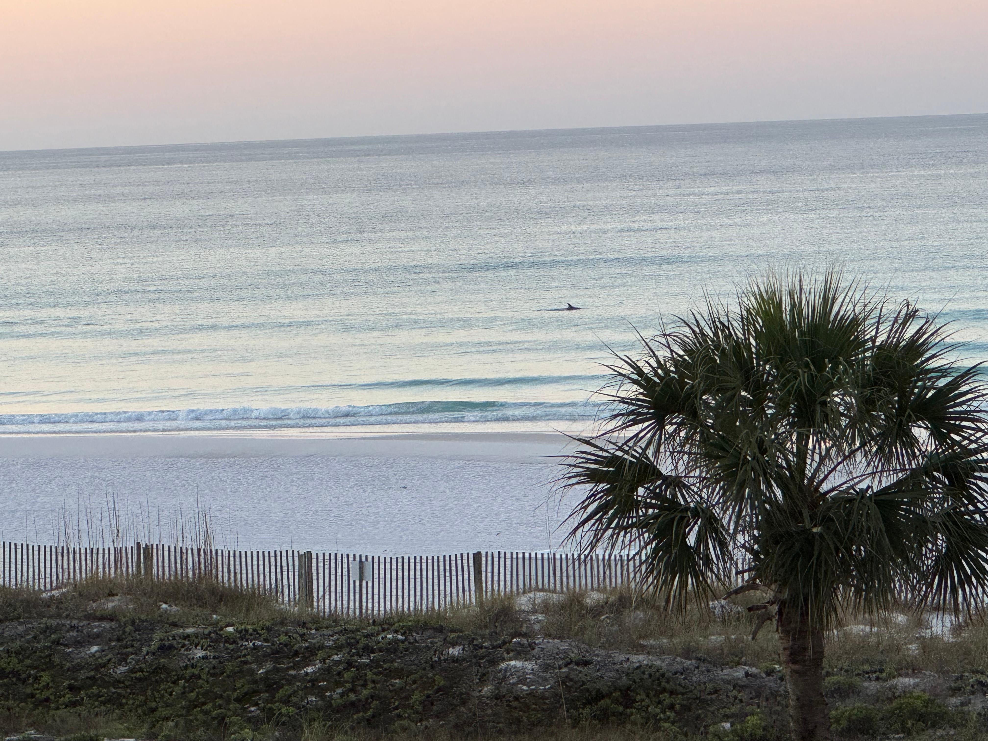 View from the balcony of dolphins