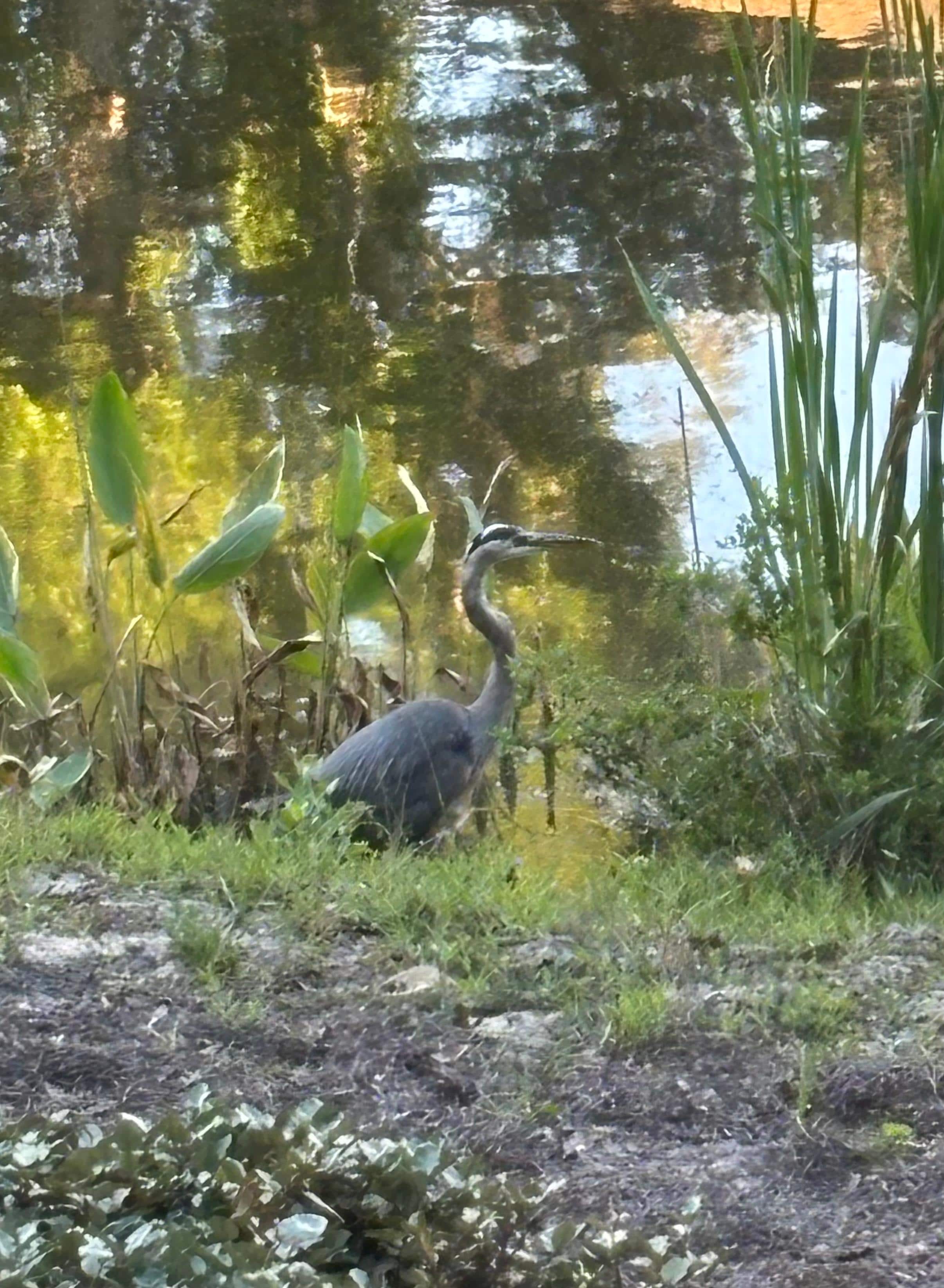 Large blue heron 