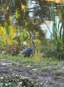 Large blue heron