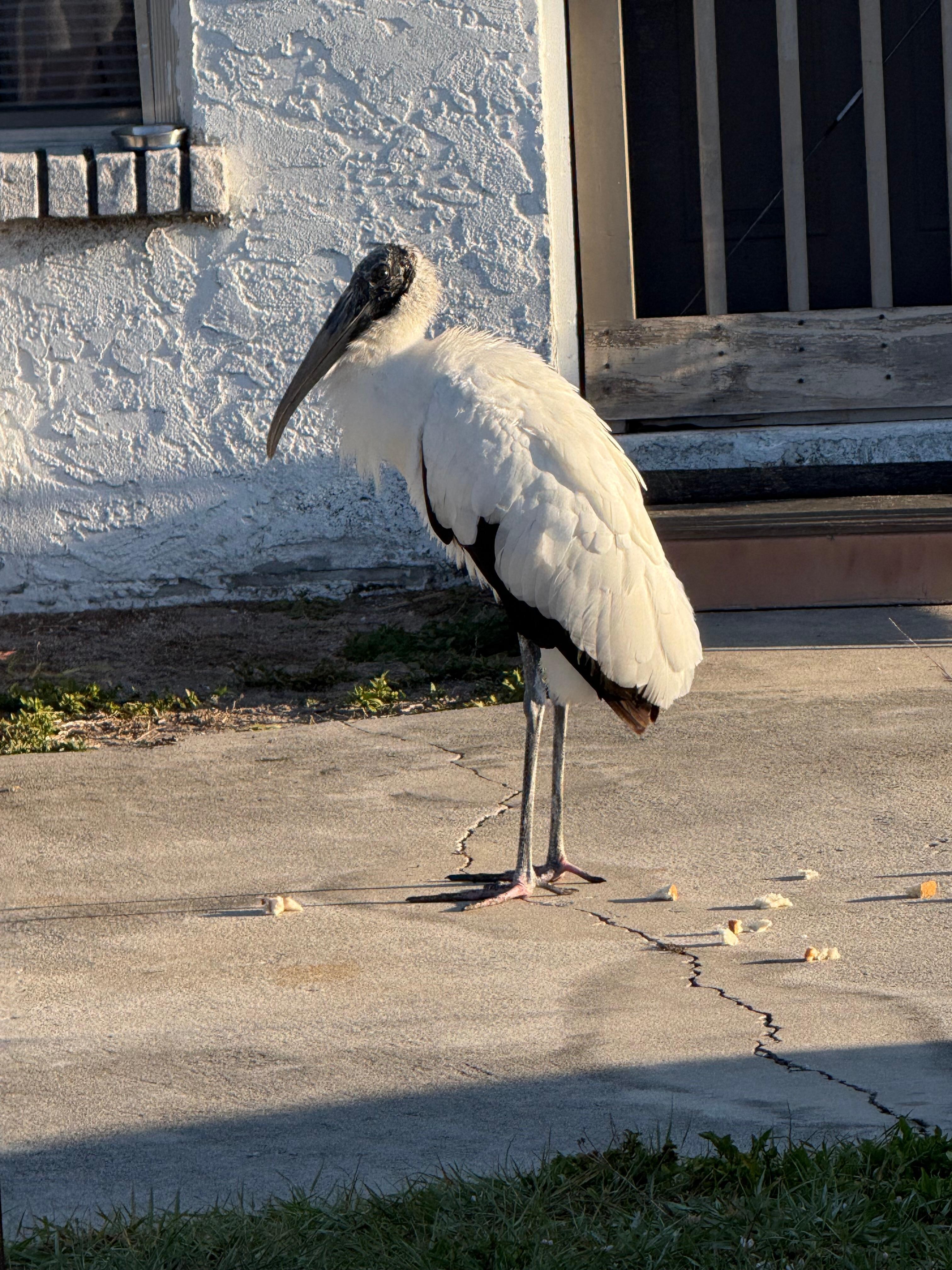 A friendly Woodstork that I passed often on my morning walk with Cinnamon, my dog in the neighborhood