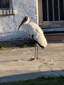 A friendly Woodstork that I passed often on my morning walk with Cinnamon, my dog in the neighborhood