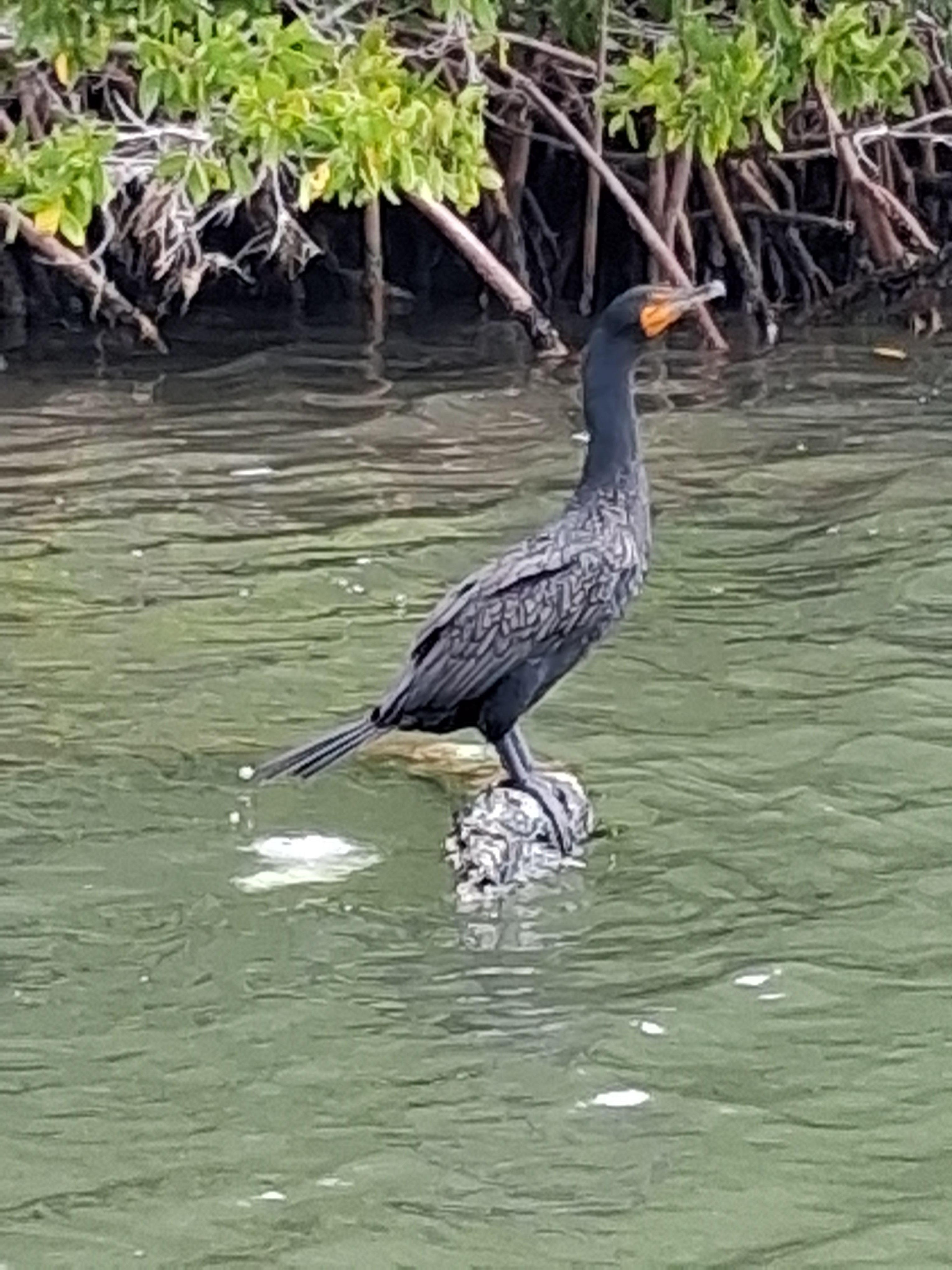Birding in Rio Lagartos