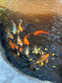 All around the hotel you see this beautiful falls and fish