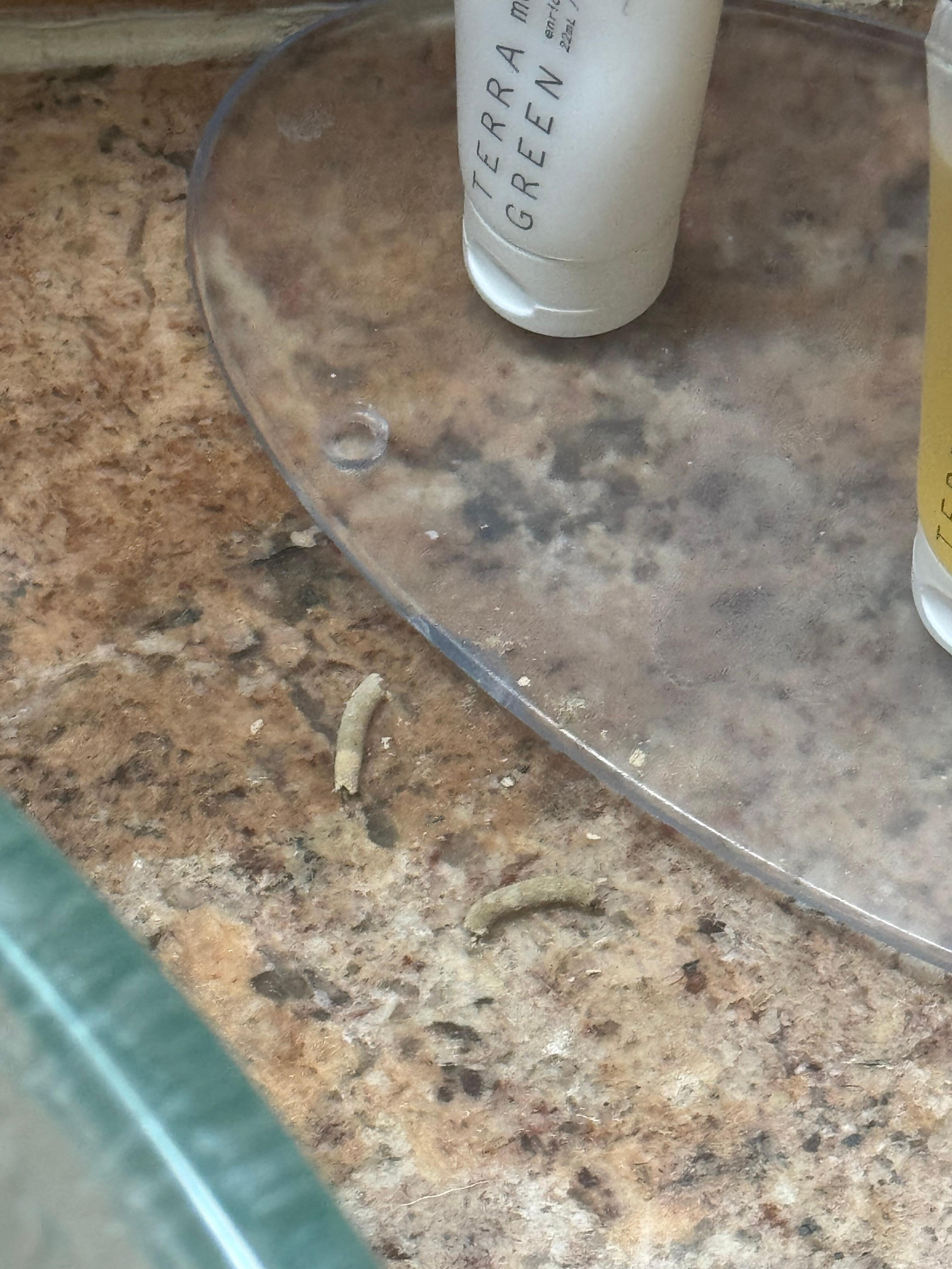 Whatever it was it was not clean or sanitary for clients