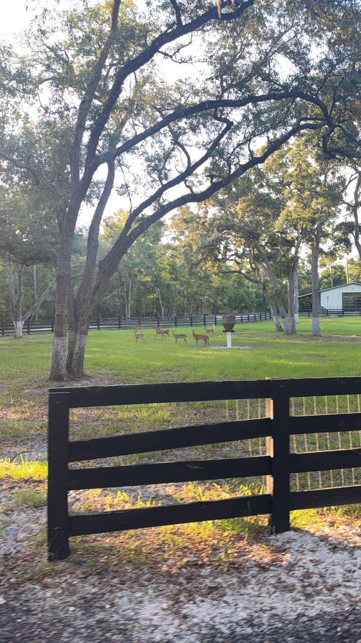 Here are 12 deer feeding in the field one of the mornings we were here! 
