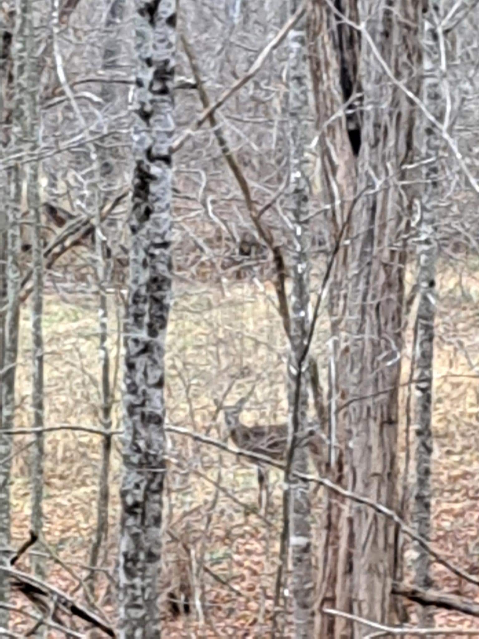 Deer were a constant.