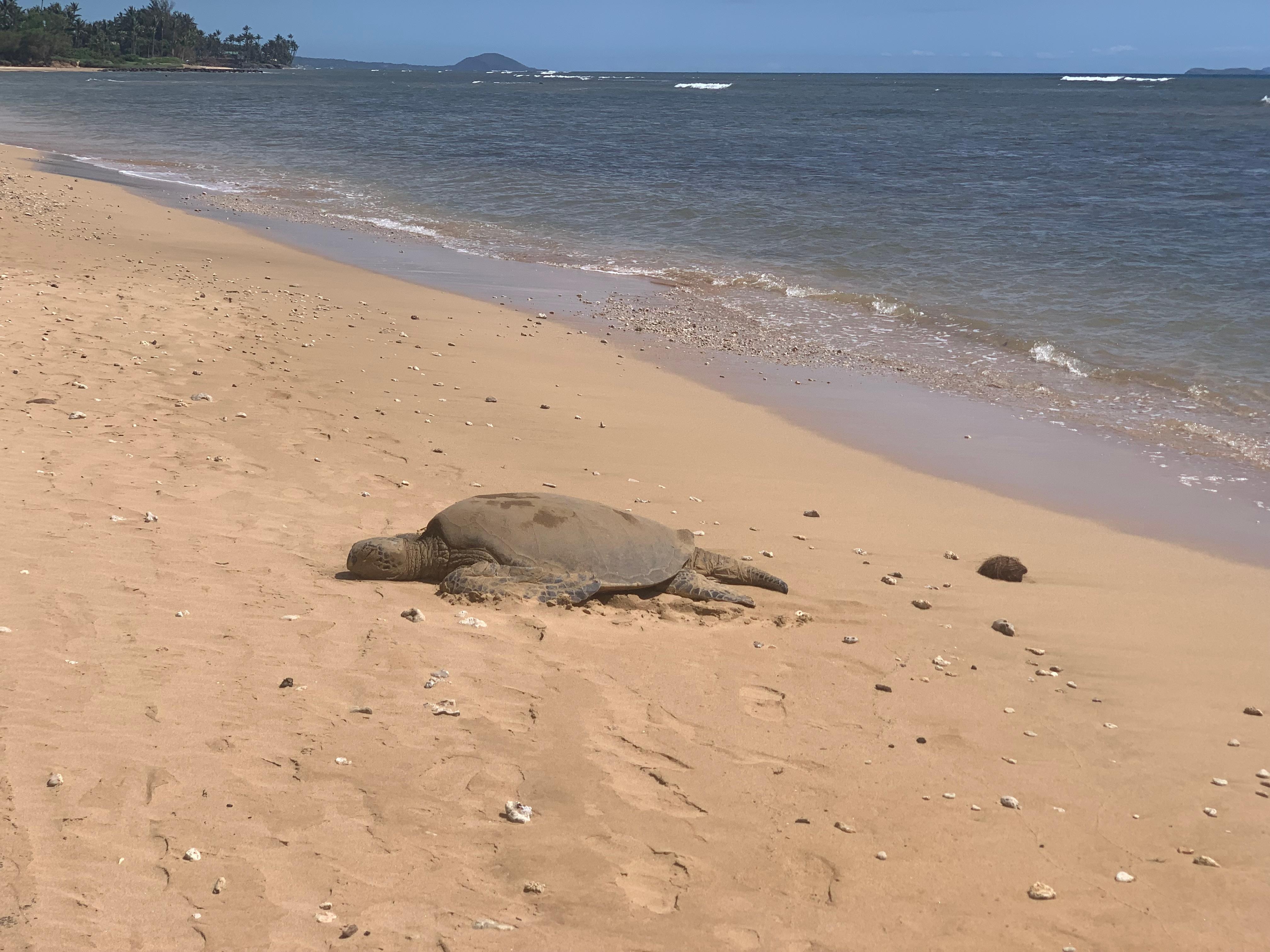 Turtle just a few minutes walk