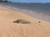 Turtle just a few minutes walk