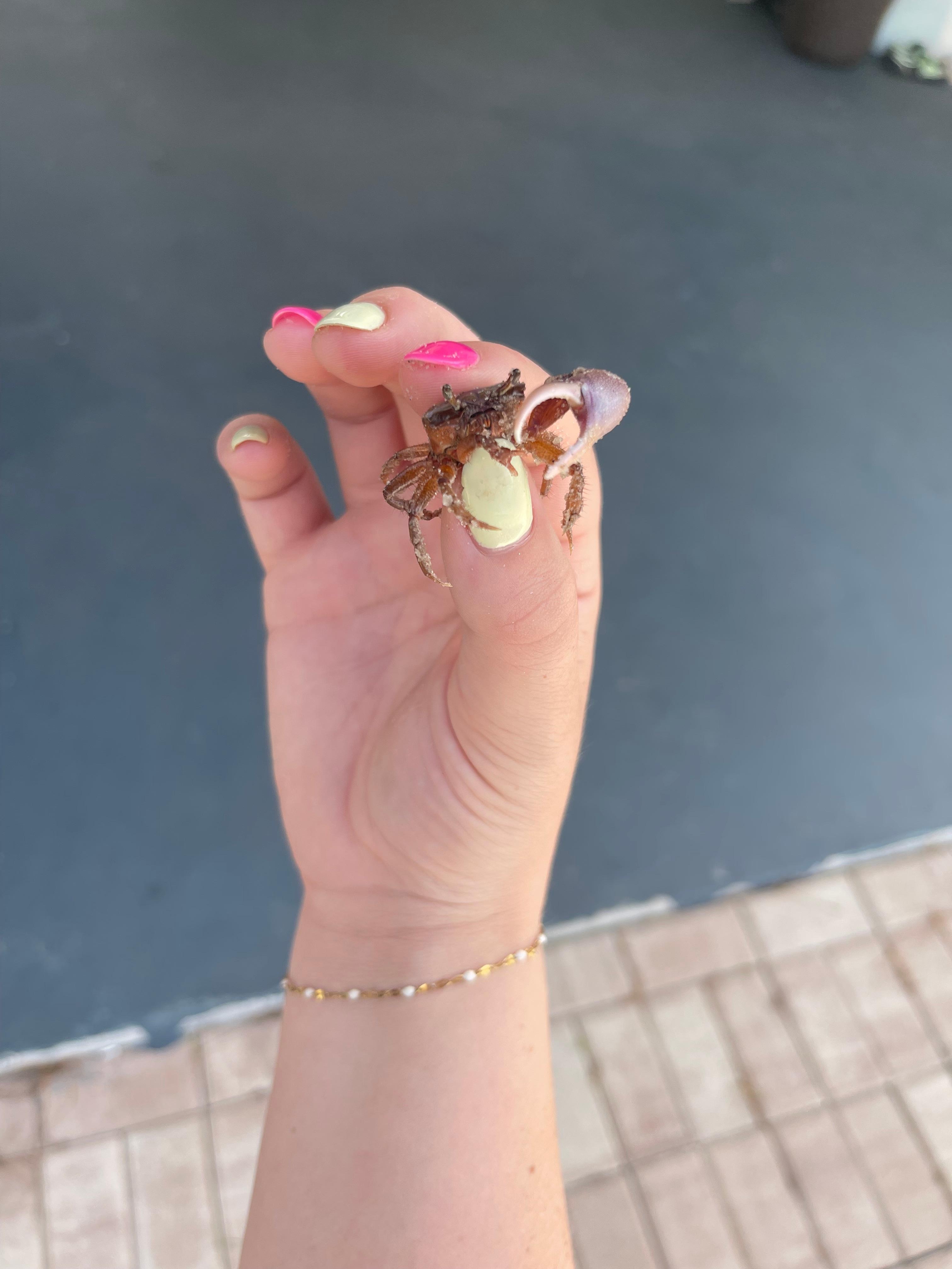 Catching baby crabs