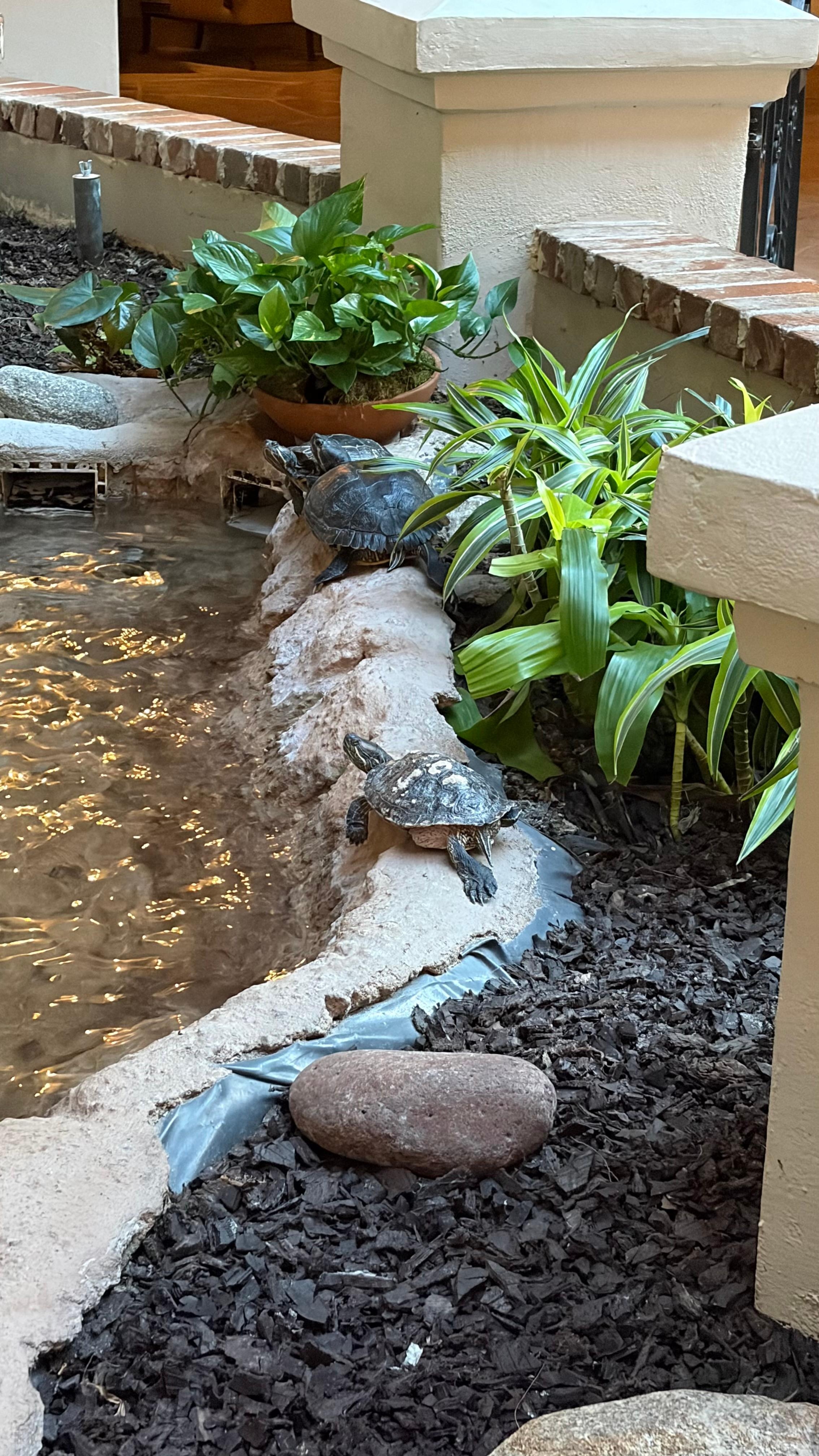 Just a few turtles hanging out. 