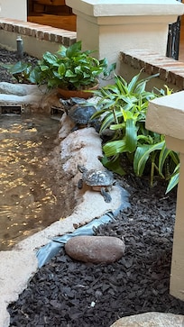 Just a few turtles hanging out.