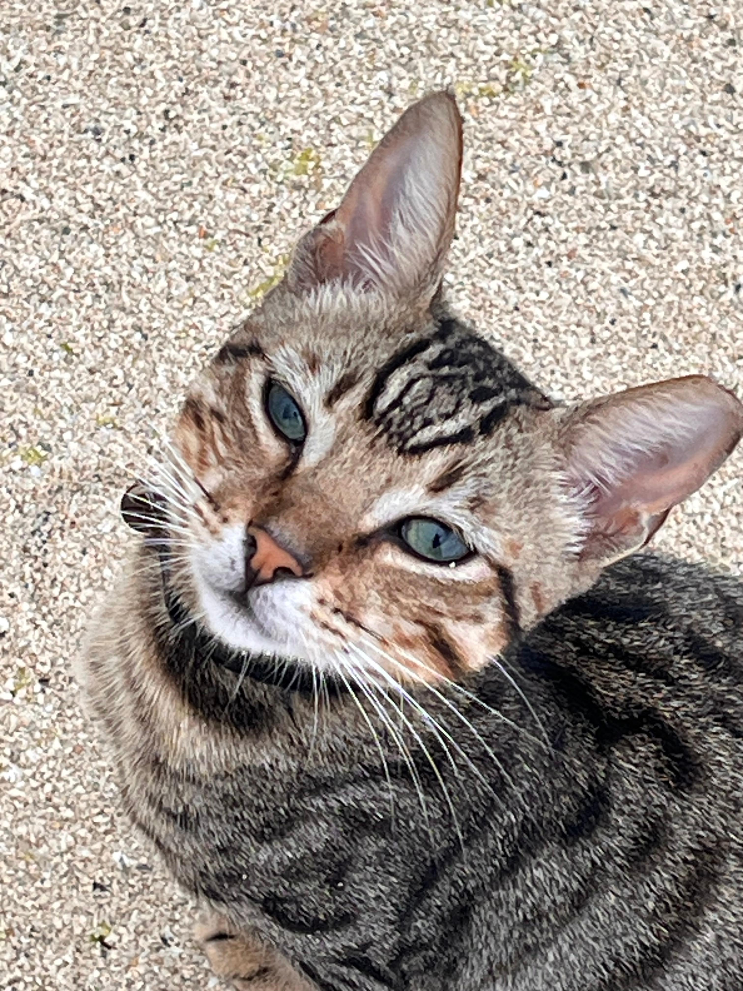 My buddy for many beach walks. Resident kitty. 