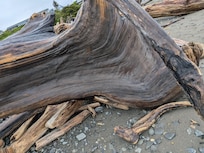 Cool wood on the beach!